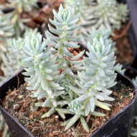Sedum rupestre 'Silver' Sedum rupestre 'Silver'
