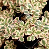 Sedum spurium 'Fool's Gold' Sedum spurium 'Fool's Gold'