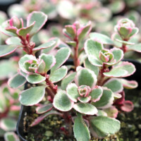 Sedum spurium 'Tricolor' Sedum spurium 'Tricolor'