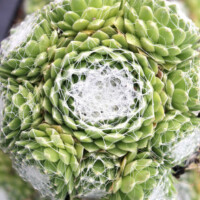 Sempervivum 'Ali Baba' Sempervivum 'Ali Baba'