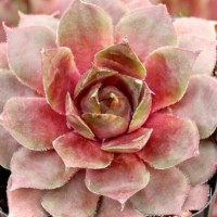 Sempervivum 'Desert Bloom'