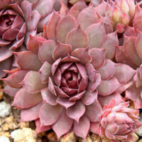 Sempervivum 'Jungle Shadows' Sempervivum 'Jungle Shadows'
