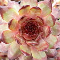 Sempervivum 'Maria Laach' Sempervivum 'Maria Laach'