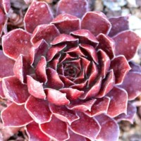 Sempervivum 'Pacific Devil's Food' Sempervivum 'Pacific Devil's Food'