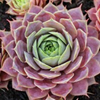 Sempervivum 'Pinkerine' Sempervivum 'Pinkerine'
