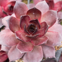 Sempervivum 'Red Zinger' Sempervivum 'Red Zinger'