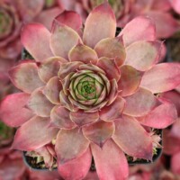 Sempervivum 'Shawnee' Sempervivum 'Shawnee'