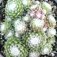 Sempervivum 'Silver Jamin' Sempervivum 'Silver Jamin'