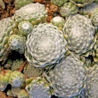 Sempervivum arachnoideum 'Candy Floss' Sempervivum arachnoideum 'Candy Floss'