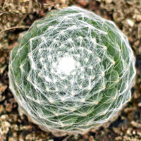 Sempervivum arachnoideum 'Clairchin' Sempervivum arachnoideum 'Clairchin'