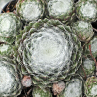 Sempervivum arachnoideum 'Emily' Sempervivum arachnoideum 'Emily'