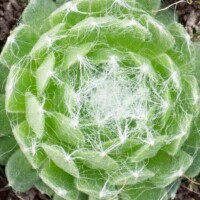 Sempervivum arachnoideum 'Linde' Sempervivum arachnoideum 'Linde'