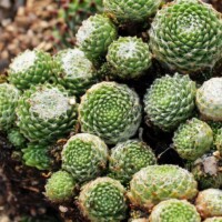 Sempervivum arachnoideum f/ Abruzzi Sempervivum arachnoideum f/ Abruzzi