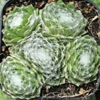 Sempervivum arachnoideum f/ Val Miniera Sempervivum arachnoideum f/ Val Miniera