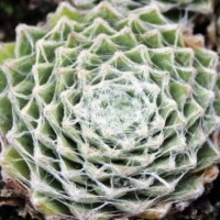 Sempervivum 'Gorges de Daluis' Sempervivum 'Gorges de Daluis'