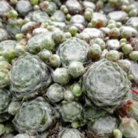 Sempervivum arachnoideum ssp. tomentosum Sempervivum arachnoideum ssp. tomentosum