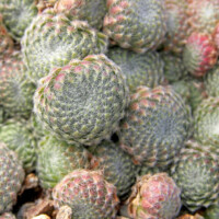 Sempervivum ciliosum Sempervivum ciliosum