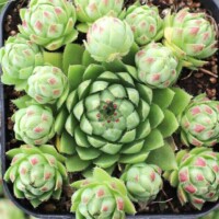 Sempervivum globiferum 'Borealis' Sempervivum globiferum 'Borealis'