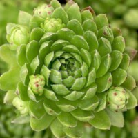 Sempervivum globiferum 'White Knight' Sempervivum globiferum ssp. hirtum 'White Knight'