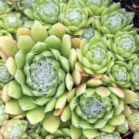 Sempervivum pumilum f/ Armchi Sempervivum pumilum f Armchi