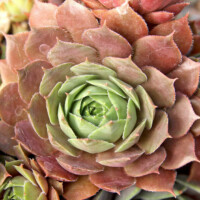 Sempervivum tectorum 'Mettenianum' Sempervivum tectorum 'Mettenianum'