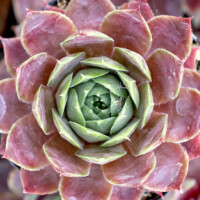 Sempervivum tectorum 'Mettenianum' Sempervivum tectorum 'Mettenianum'