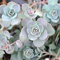 Sunsparkler® Sedoro 'Blue Elf' Sunsparkler® Sedoro 'Blue Elf'