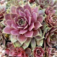 Sempervivum 'Pink Lotus' Sempervivum 'Pink Lotus'