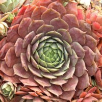 Sempervivum 'Purple Beauty' sempervivum purple beauty