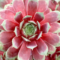 Sempervivum 'Ruby Heart' Sempervivum 'Ruby Heart'