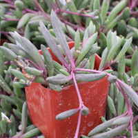 Othonna capensis 'Ruby Necklace' Othonna capensis 'Ruby Necklace'