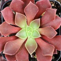Aeonium Phoenix Flame Aeonium Phoenix Flame
