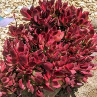 Crassula platyphylla f. variegata Crassula platyphylla f. variegata