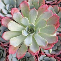 Echeveria lauensis Echeveria lauensis