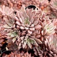 Graptopetalumru rusbyi Graptopetalumru rusbyi