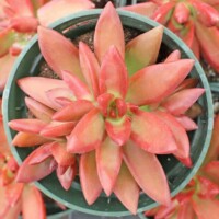 Sedum adolphii Sedum adolphii