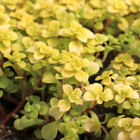 Sedum makinoi 'Ogon' Sedum makinoi 'Ogon'