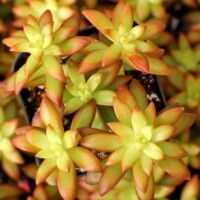 Sedum nussbaumerianum 'Shooting Stars' Sedum nussbaumerianum 'Shooting Stars'