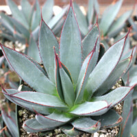 Agave 'Blue Ember' Agave 'Blue Ember'