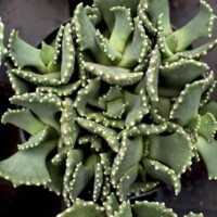 Aloinopsis malherbei Aloinopsis malherbei