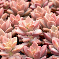 Graptoveria 'Alpenglow' Graptoveria 'Alpenglow'