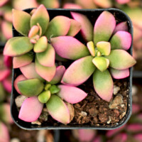 Anacampseros 'Sunrise' Anacampseros 'Sunrise'