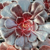 Aeonium 'Black Rose' Aeonium 'Black Rose'