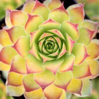Sempervivum Chick Charms 'Gold Nugget' Sempervivum Chick Charms 'Gold Nugget'