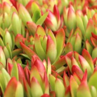 Crassula capitella 'Campfire' Crassula capitella 'Campfire'