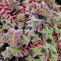 Crassula capitella 'Red Pagoda' Crassula capitella 'Red Pagoda'
