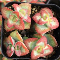 Crassula rupestris 'High Voltage' Crassula 'High Voltage'