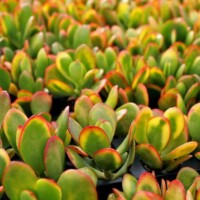 Crassula ovata 'Hummel's Sunset' Crassula ovata 'Hummel's Sunset'