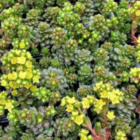 Cremnosedum 'Little Gem' Cremnosedum 'Little Gem'