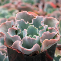 Echeveria 'Blue Curl' Echeveria 'Blue Curl'